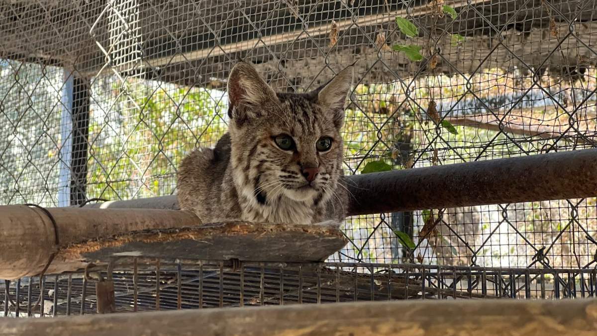 Resguarda Zoológico Tamatán a una osezna, un lince y un ocelote