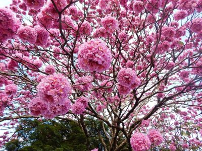 La joya de la primavera: el árbol con flores rosas y bajo mantenimiento, perfecto para tu vereda