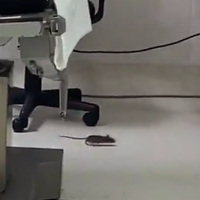 Van al quirófano en el ISSSTE y se encuentran una rata (Video)