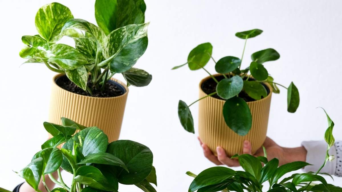 Plantas. Fuente: (X)