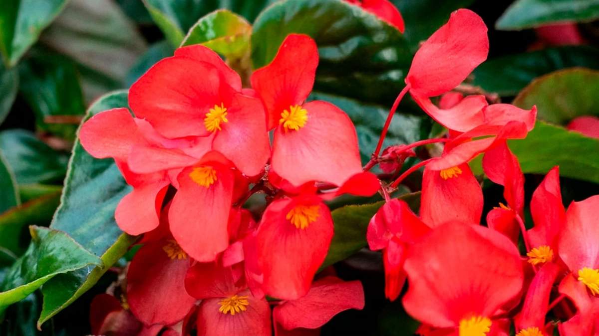 Planta de Begonia. Fuente: (X)