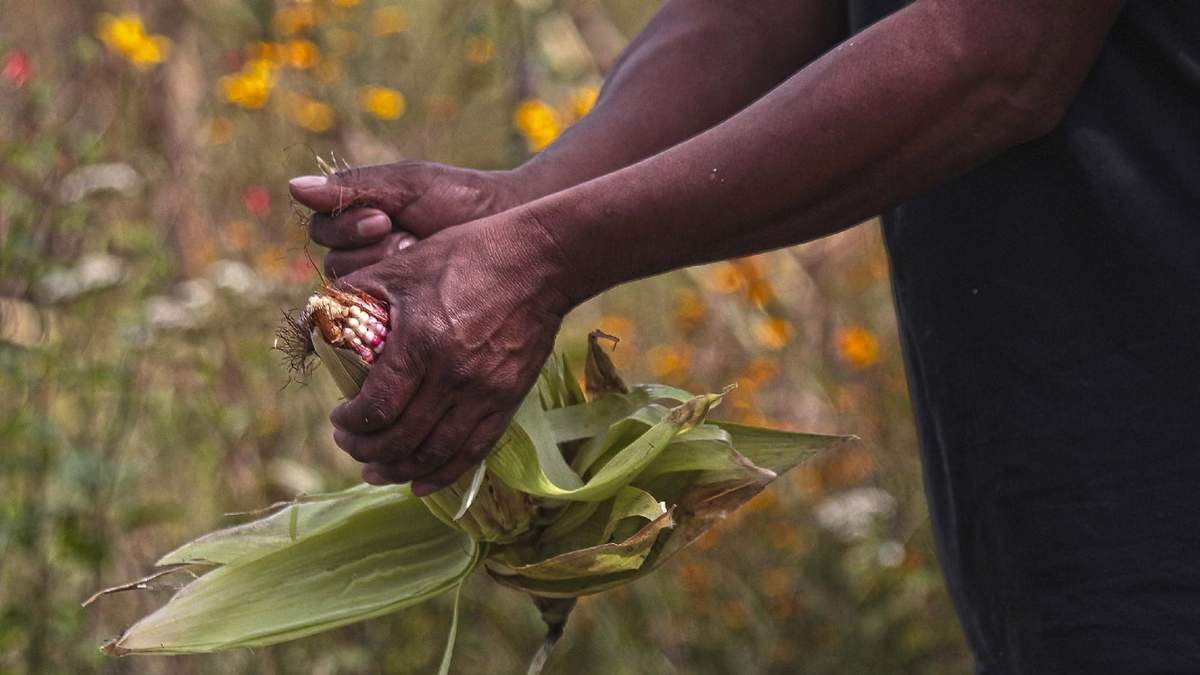 Un cultivo de maíz en Guerrero