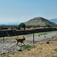 Reabren acceso a la Pirámide de la Luna en Teotihuacán