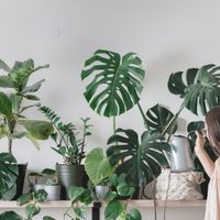 3 plantas de la suerte que no pueden faltar en tu hogar si querés atraer la abundancia