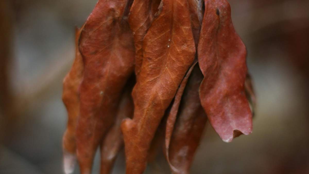 No te estreses, hay formas de recuperar las plantas tras un exceso de riego