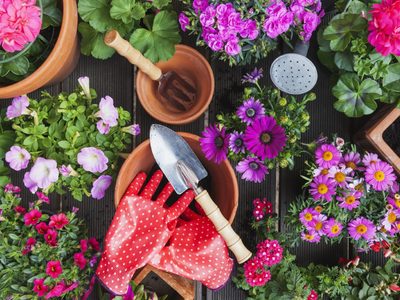 Reviví tus plantas: los secretos que los viveros no quieren que sepas