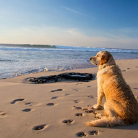 La playa de la Patagonia donde las mascotas también disfrutan: mirá cómo llegar