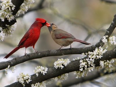 No es el pájaro carpintero: el ave que guarda historias de amor, sacrificio y un significado especial en su color