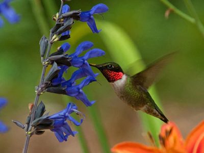Las plantas aptas para principiantes que son perfectas para atraer mariposas y colibríes a tu jardín