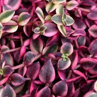 Crassula pellucida: la suculenta colgante casi imposible de matar y que se reproduce muy fácilmente