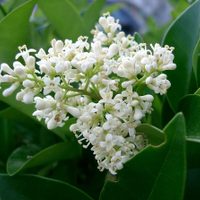 Lo aguanta todo: la planta perfecta para decorar jardines y proteger tu casa de vecinos chismosos