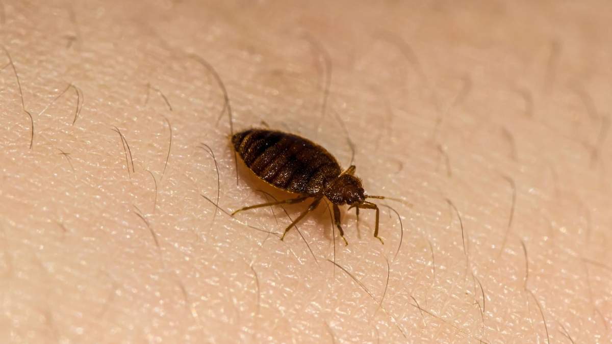 ¿Te preocupa la enfermedad de Chagas? Esto es lo que la ciencia dice sobre las chinches de tu colchón.