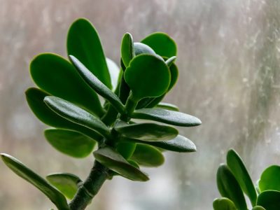Cuál es el mejor abono para el árbol de Jade, la suculenta originaria de Mozambique