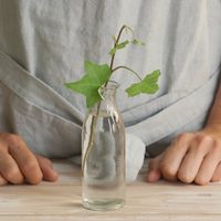Plantas: el trucazo de la abuela para que no se pudran las raíces de los esquejes en agua
