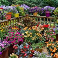5 plantas hermosas y fáciles de cuidar que dan flores todo el año