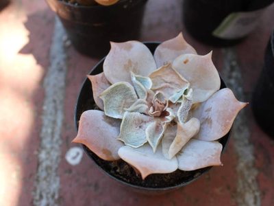 Si tu suculenta está así, es porque se quemó o marchitó por el frío: tenés que hacer esto para proteger tus plantas