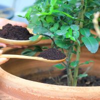 Menos es más: el error que estás cometiendo con tus plantas y por el cual se te secan y mueren