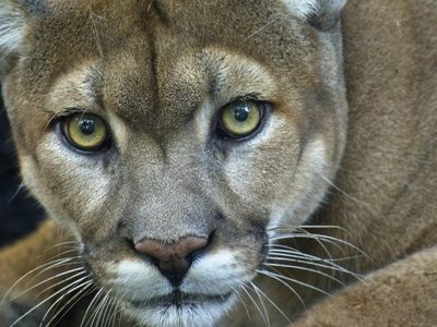 Identifican y multan a los autores de la matanza de pumas