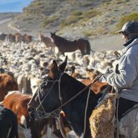 Trashumancia: Planifican el operativo 2022/2023