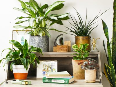 Aprendé cómo elegir la maceta indicada para tus plantas