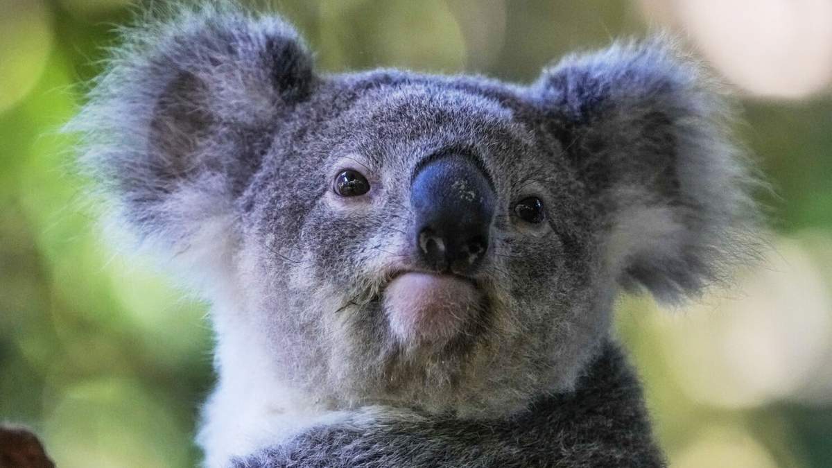 Un koala en un árbol, el 5 de mayo de 2023, en Sydney, Australia
