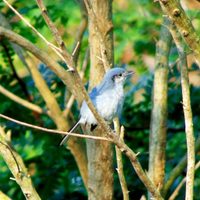 Curiosidades de la Tacuarita Azul: el ave saltarina que limpia el jardín de insectos