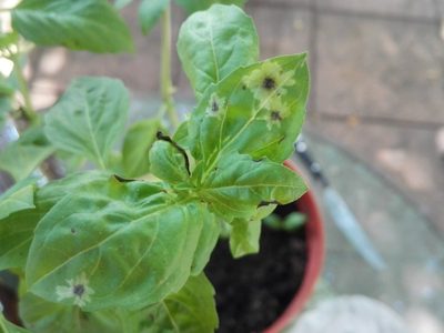 Por qué aparecen estas manchas en mis plantas y cómo combatirlas