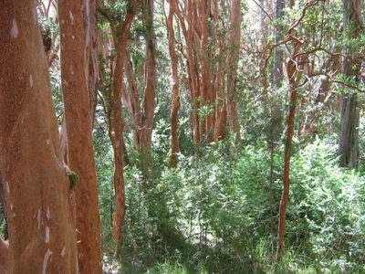 Un experto advirtió que el Bosque de Arrayanes "se está muriendo"