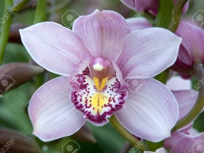 Plantas: conocé este tipo de Orquídea que crece rozagante y es perfecta para sembrar en los bordes del pasto o del jardín