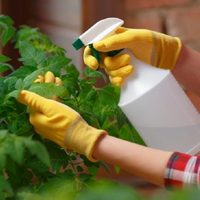 El aliado oculto en tu cocina que protege las plantas de tu jardín y te ahorra de gastar en productos caros