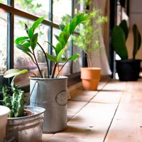 Por qué mi planta no crece y cómo hacer para que se vuelva rozagante y vigorosa