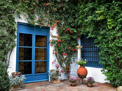 Ahorrá en pintura: las plantas de moda fáciles de cuidar y perfectas para cubrir paredes en mal estado