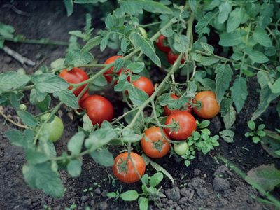 Cuidá tu planta de tomates de las heladas con estos 2 trucos que no fallan de los más expertos jardineros