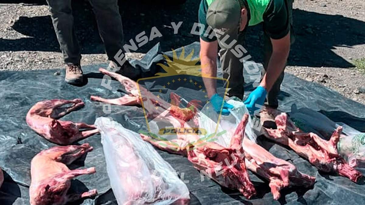 El secuestro de animales transportados sin condiciones sanitarias adecuadas. Fuente (Policía de Neuquén)