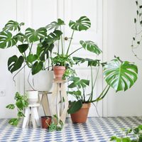 Cuál es el tipo de maceta más adecuada según tu planta para asegurarte que crezca vigorosa y sana