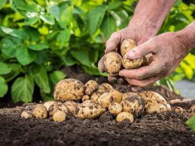 No comprés más y cultivá tus propias papas con este sencillo e infalible truco
