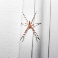 Si nada te funciona para alejar a las arañas de tu casa, probá este truco casero que lleva solo 2 ingredientes