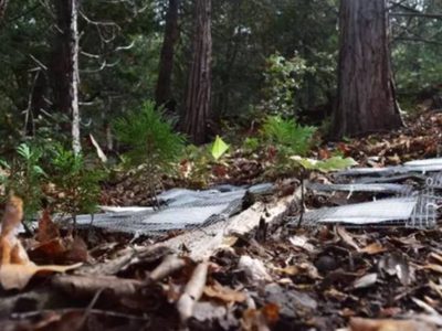 Bacterias evolucionan en meses en respuesta al cambio climático
