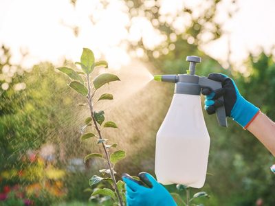 Sin químicos: el truco infalible para terminar con las plagas e insectos en tu jardín