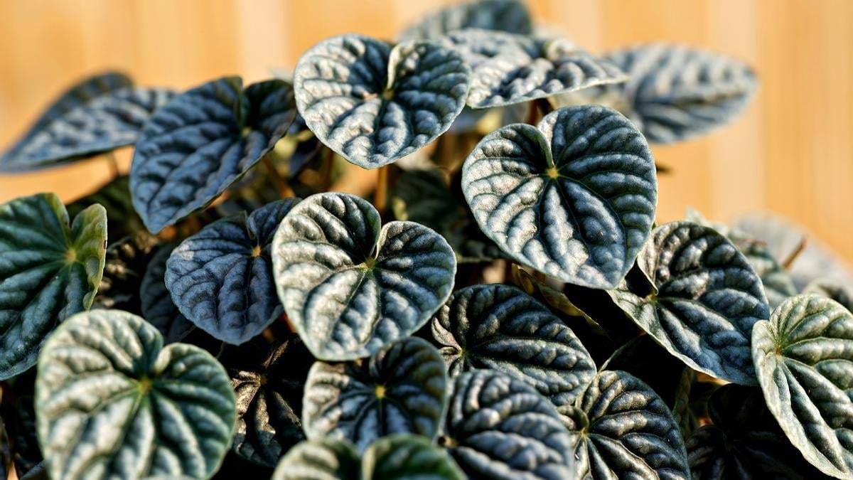 Peperomia, una planta pequeña de fáciles cuidados. Fuente: (X)