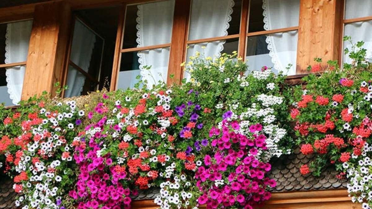 Plantas. Fuente: (Instagram)