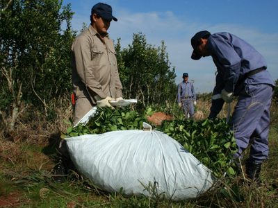 Yerba mate: se aumentó un 48% en la revisión semestral de Agricultura