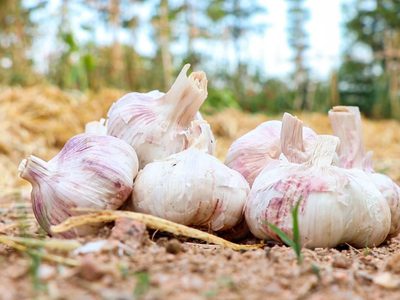 El truco para cultivar en casa tus propios ajos mucho más rápido y ahorrar una fortuna en la verdulería