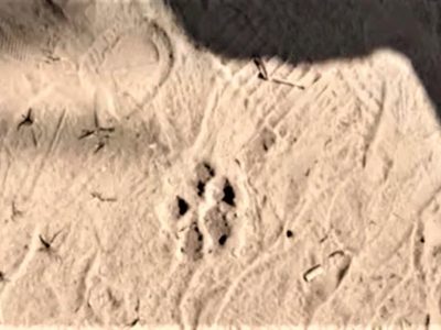 Evalúan reabrir la Península Hiroki: creen que el puma se fue por donde llegó
