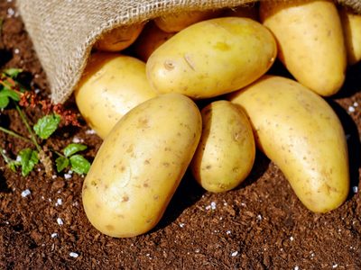 Te va a sorprender: el truco de los jardineros para cultivar tus propias papas en casa de la forma más fácil