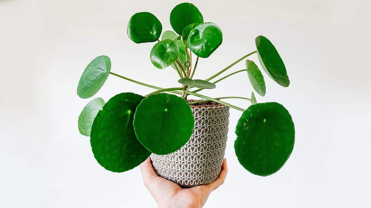 Planta china del dinero. Fuente: (Instagram)