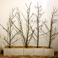 Con las ramas secas que juntaste del jardín, creá el cuadro más lindo para darle un toque chic a tus espacios