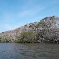 Con la apertura del Canal de Tepalcates se ha incrementado la mortandad de mangle en la Laguna de Cuyutlán: activista