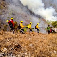 Incendios han consumido 30 mil hectáreas en Oaxaca: Coesfo