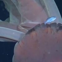 Video: encontraron una medusa gigante en el Mar Argentino